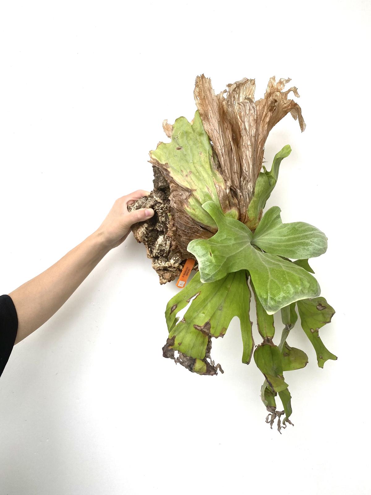 P.wallichii wild ワリチーワイルド 山採りビカクシダ