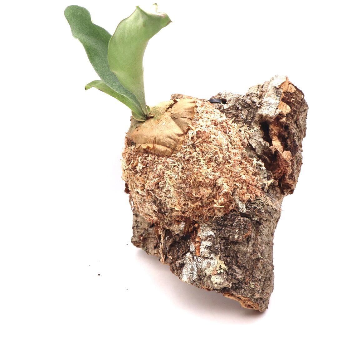 P1184 ビカクシダ ヒリータートック P. Hilli 'Thathok' 観葉植物 コ...