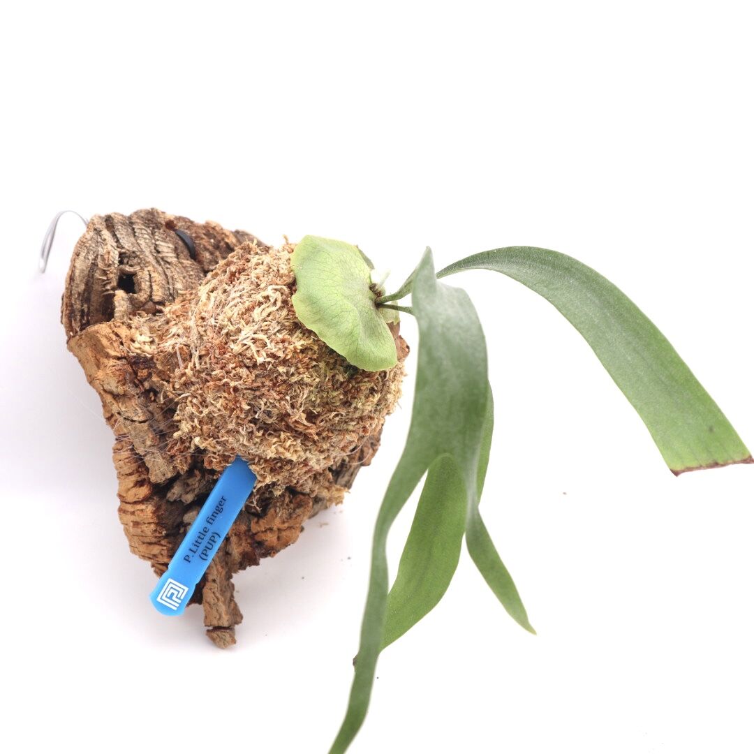 ビカクシダ リトルフィンガー#A p.Little Finger#A