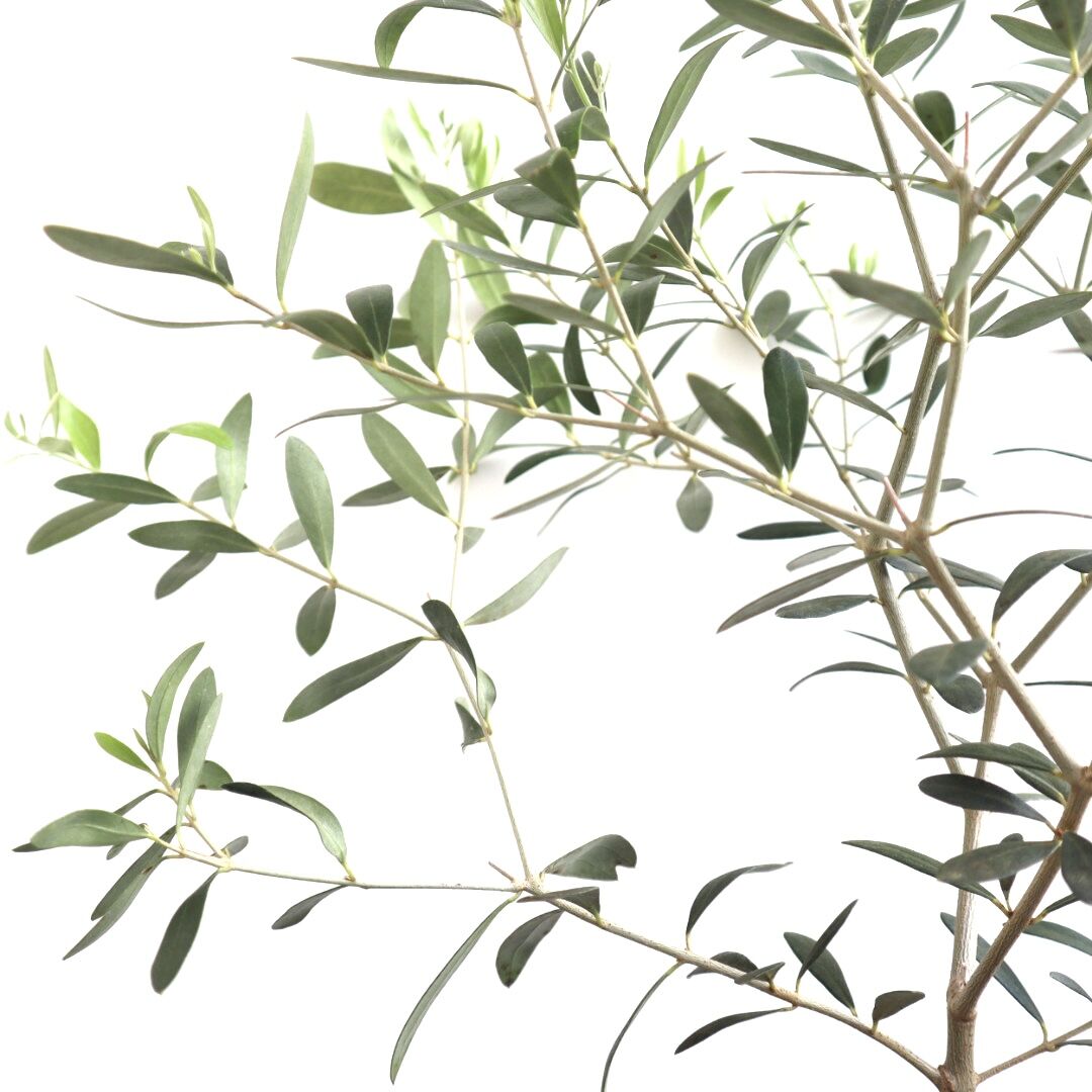 オリーブ ネバディロブランコ オリーブの木 5号鉢 送料無料 観葉植物 植木 果樹 鉢植え 苗 オリーブ ネバディロブランコ オリーブの木 5号鉢 送料無料 観葉植物 植木 果樹 鉢植え 苗