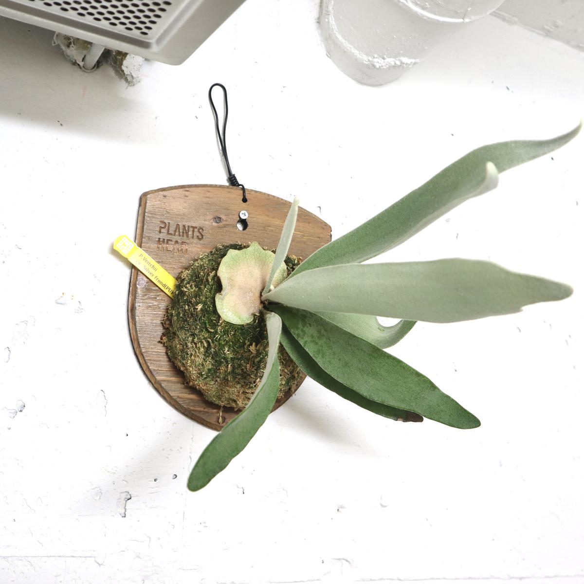 売れ筋介護用品も！ ビカクシダ ベイチーロングフィンガー 植物/観葉