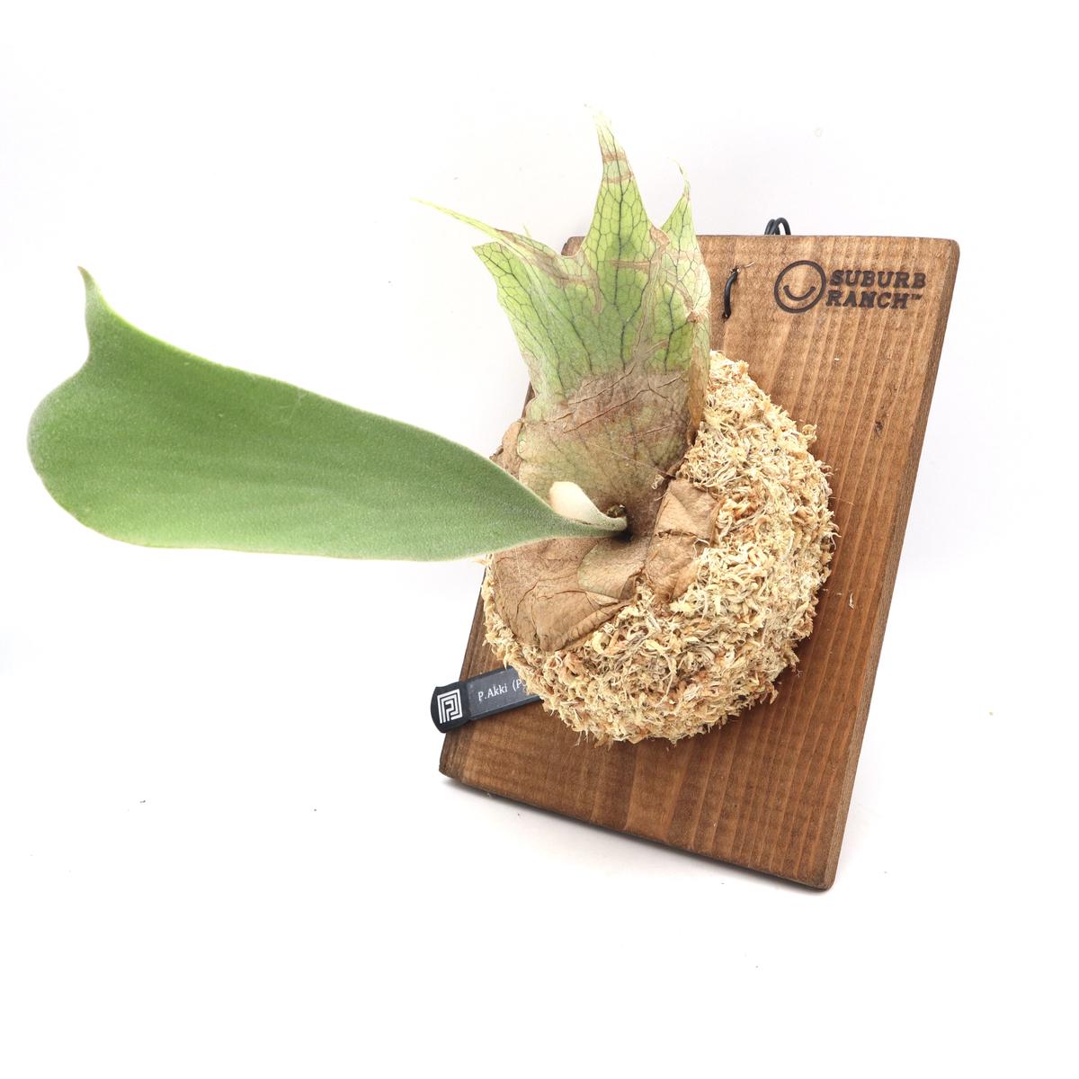 ビカクシダ アッキ platycerium akki