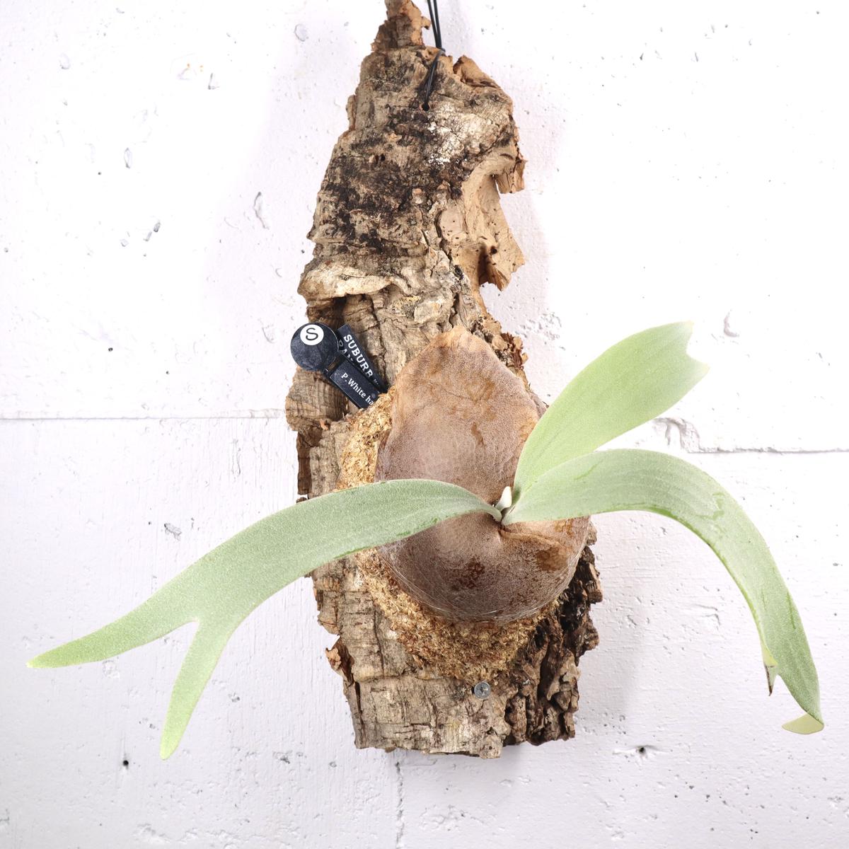 お買い得!】 P.white hawk ビカクシダ ホワイトホーク 植物/観葉植物