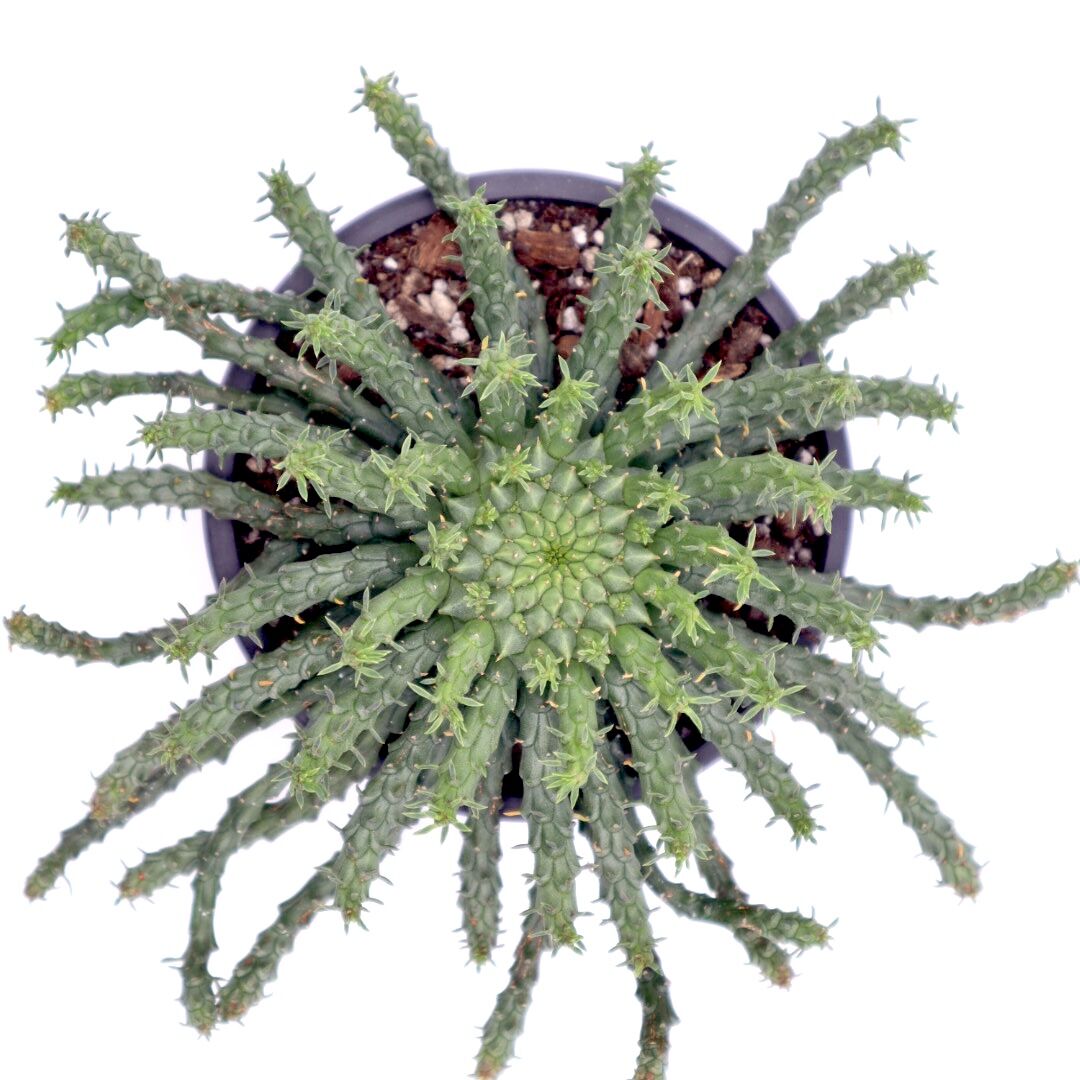 日本メーカー新品 ユーフォルビア フラガニー 5寸 レア 観葉植物 土植え