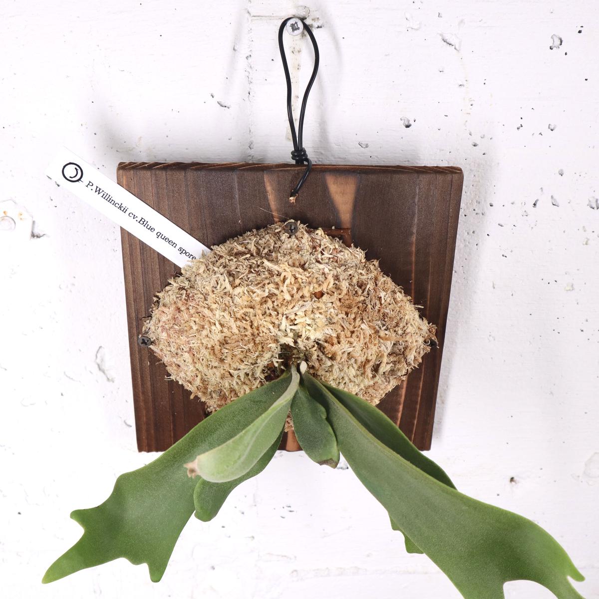 P1575 ビカクシダ ウィリンキーブルークイーン P. Willinckii cv.Blue...