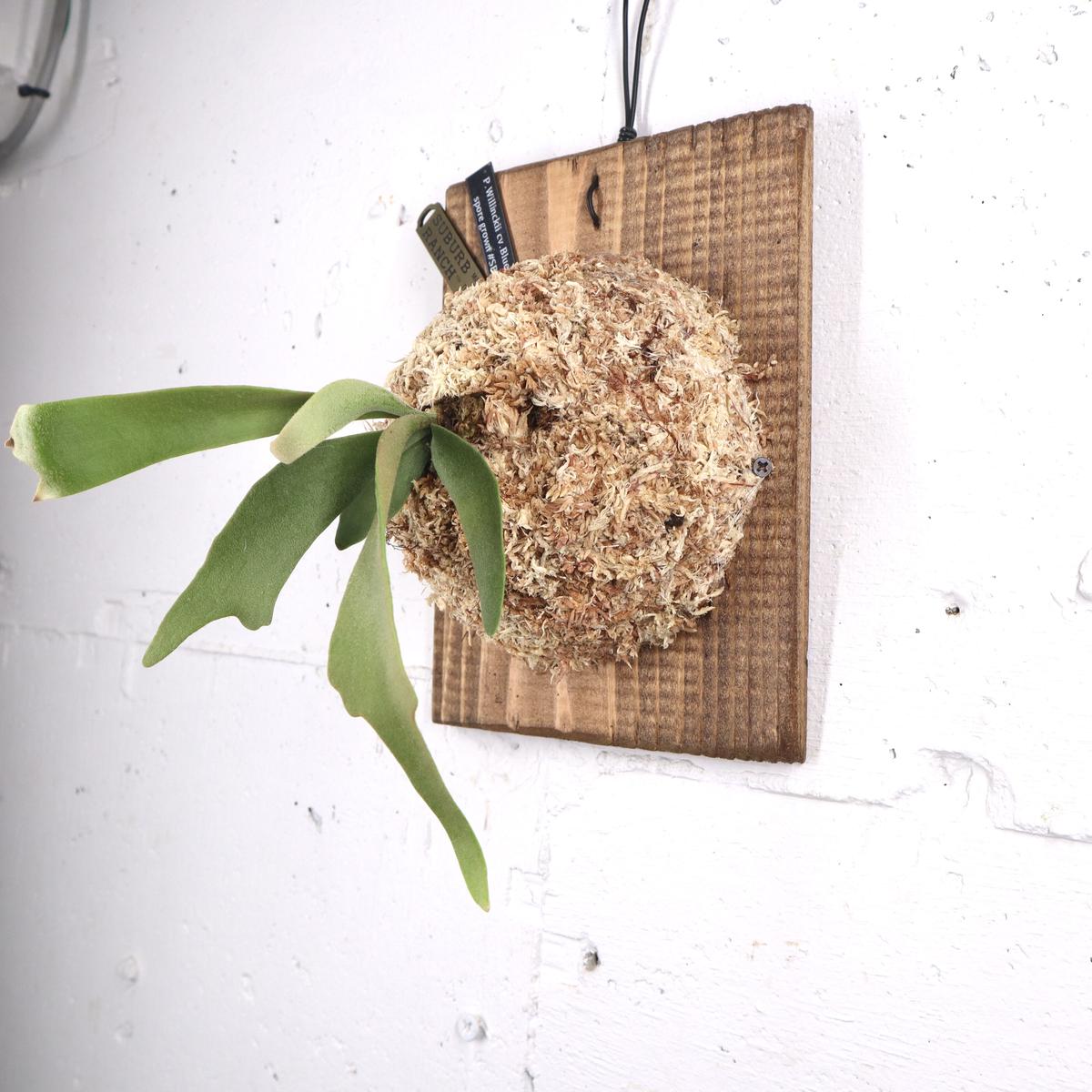 P1483 ビカクシダ ウィリンキーブルークイーン P. Willinckii 'Blue