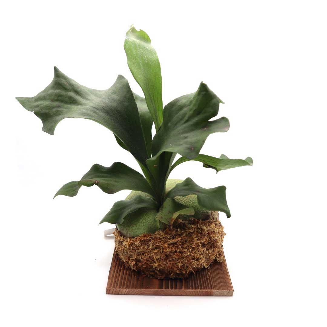 P25 685 ビカクシダ ヒリー ドラゴン P Hillii Cv Dragon 送料無料 苔玉 コウモリラン 台座付き 観葉植物 人気植物 ビザールプランツ Esupport Vn