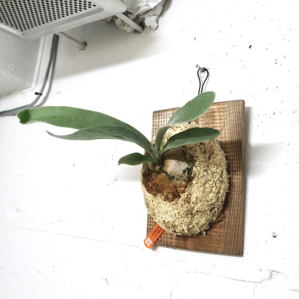 入荷中 ビカクシダのべイチーです！ 植物/観葉植物 - education.semel