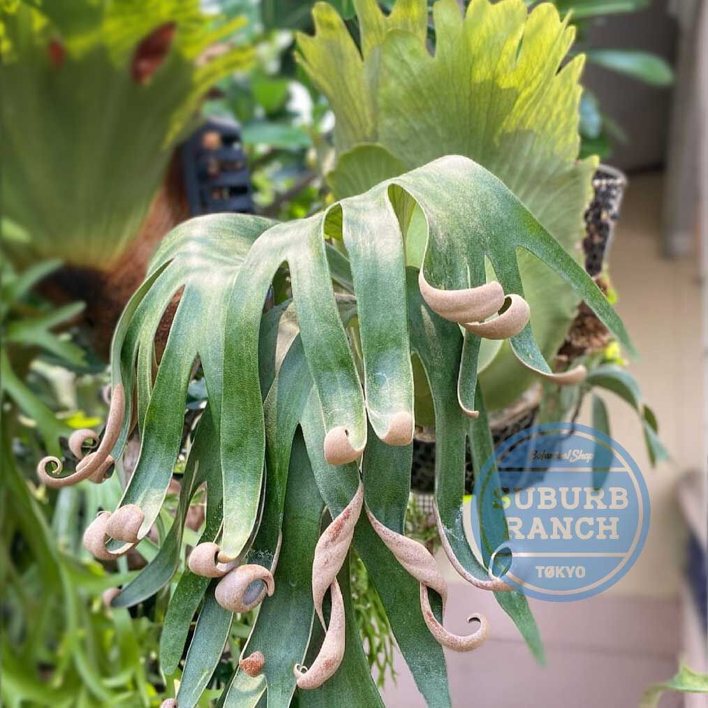 ビカクシダ フーンシキ 【公式通販】