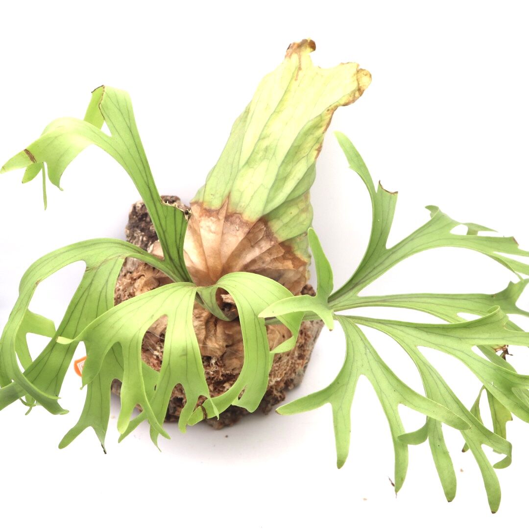 リドレイ ナロー 細葉板付