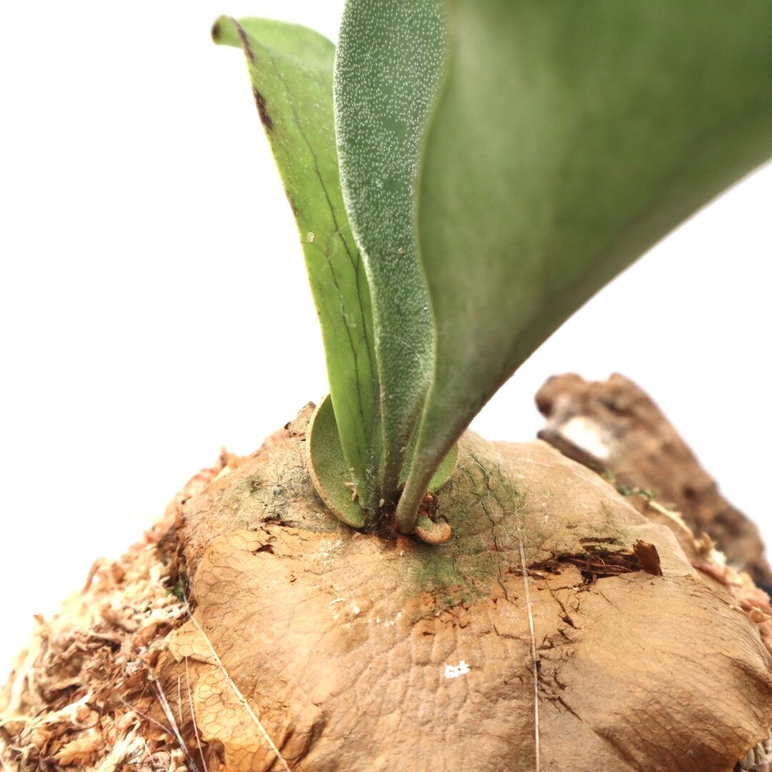 P1184 ビカクシダ ヒリータートック P. Hilli 'Thathok' 観葉植物 コ...