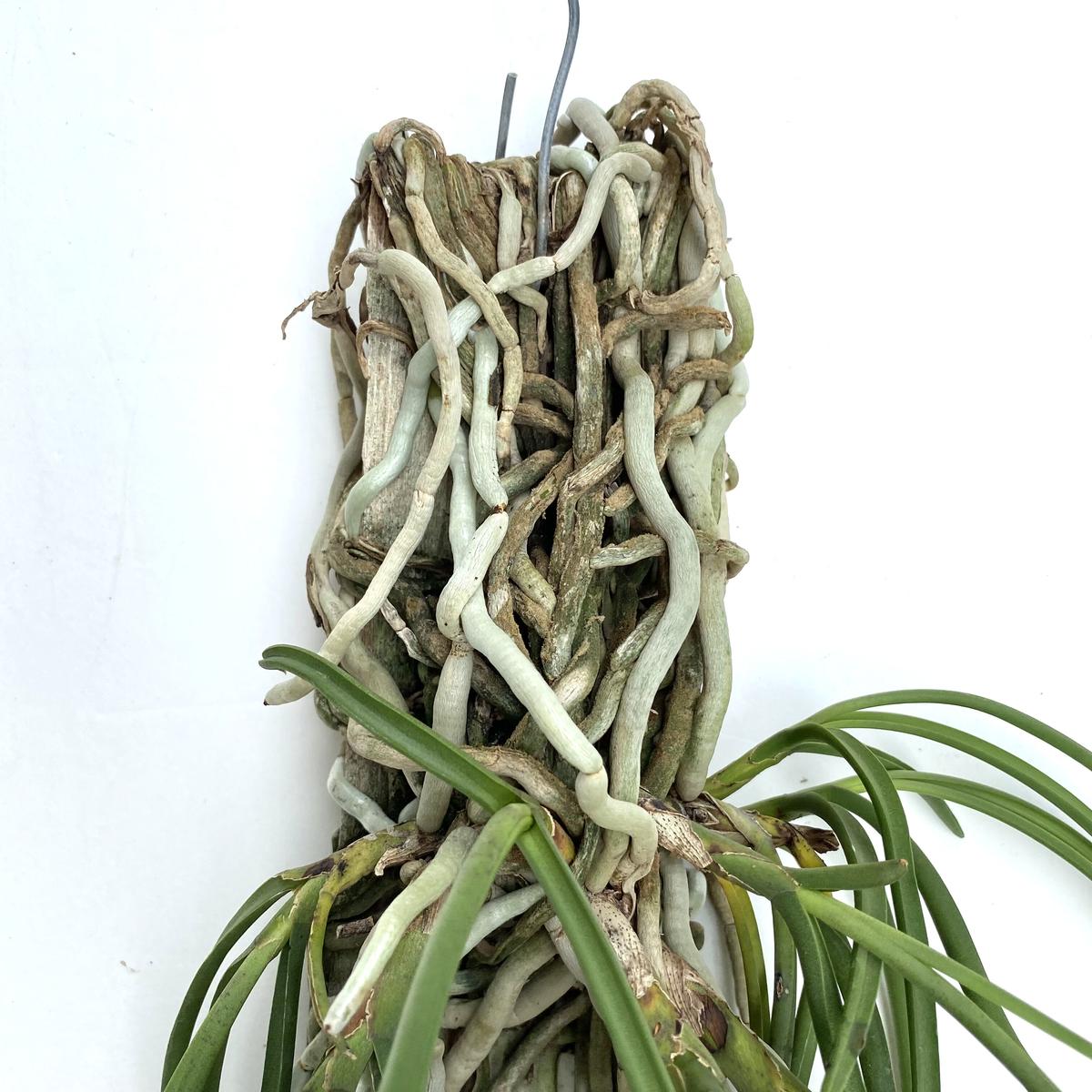 驚きの価格 セイデンファデニア ミトラタ 3種 セット Sei 洋蘭 洋ラン