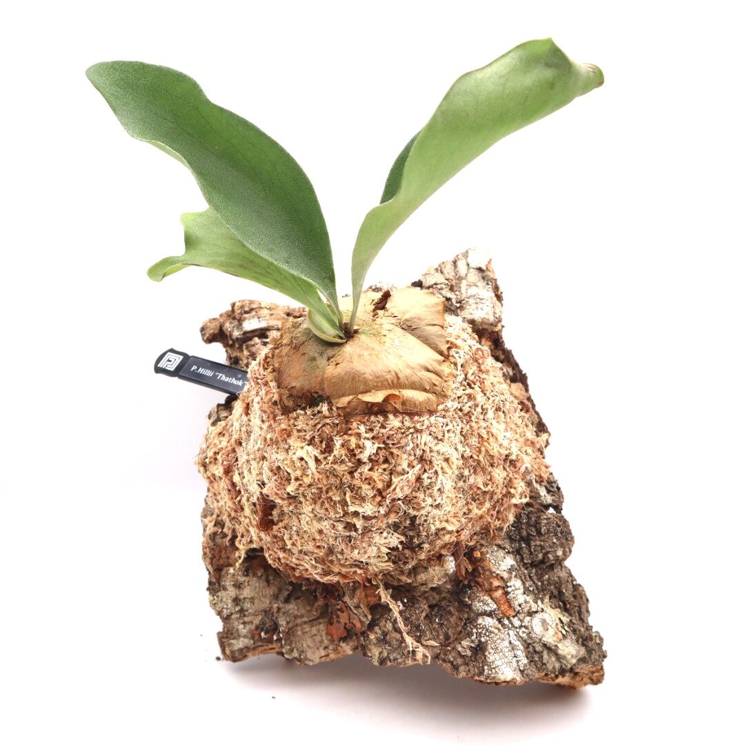 P1184 ビカクシダ ヒリータートック P. Hilli 'Thathok' 観葉植物 コ...