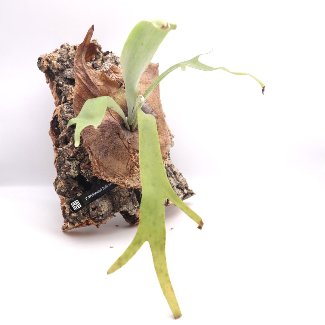 ▽P.willinckii WILD▽ 今週最大級のサイズ ウィリンキー ワイルド 多