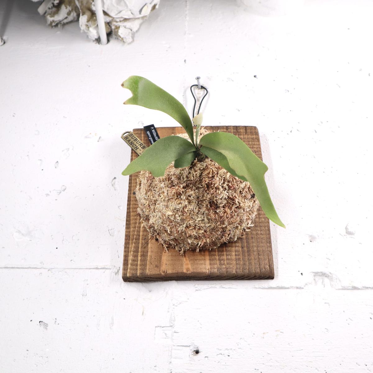 P1483 ビカクシダ ウィリンキーブルークイーン P. Willinckii 'Blue Queen' spore 観葉植物 コウモリラン  ハンギング 珍奇植物 ビザールプランツ