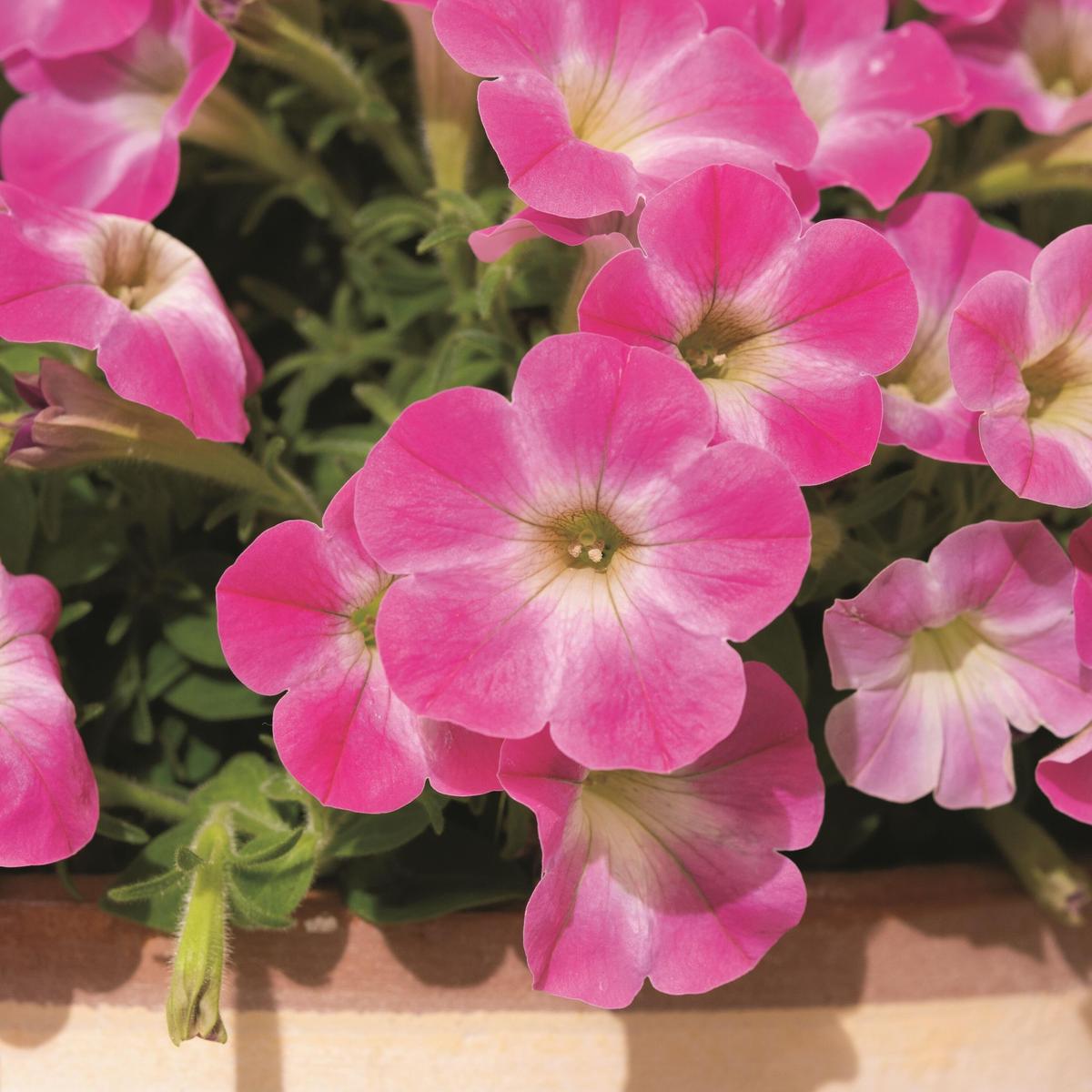 サントリーフラワーズ サフィニアブーケ 小梅ちゃん Sumomo Factory