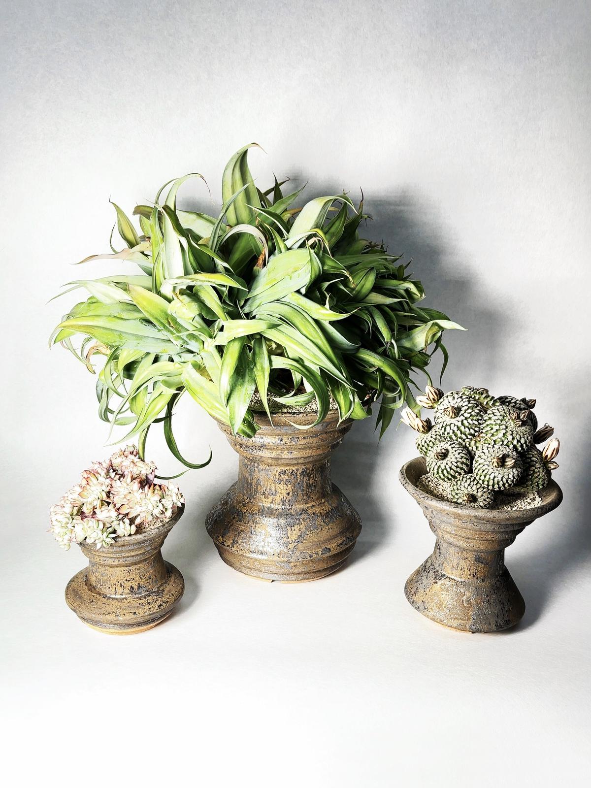 35,000円からの最終値下げ❗️期間限定❗️パキポディウムグラキリス 姫野翔太　鉢 姫野翔太 | STORES