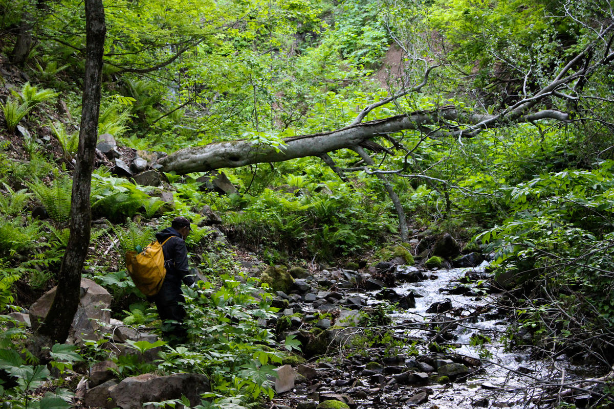 秋田の至福の休息クロモジ茶 リーフ g 缶 伝統茶 Tabel