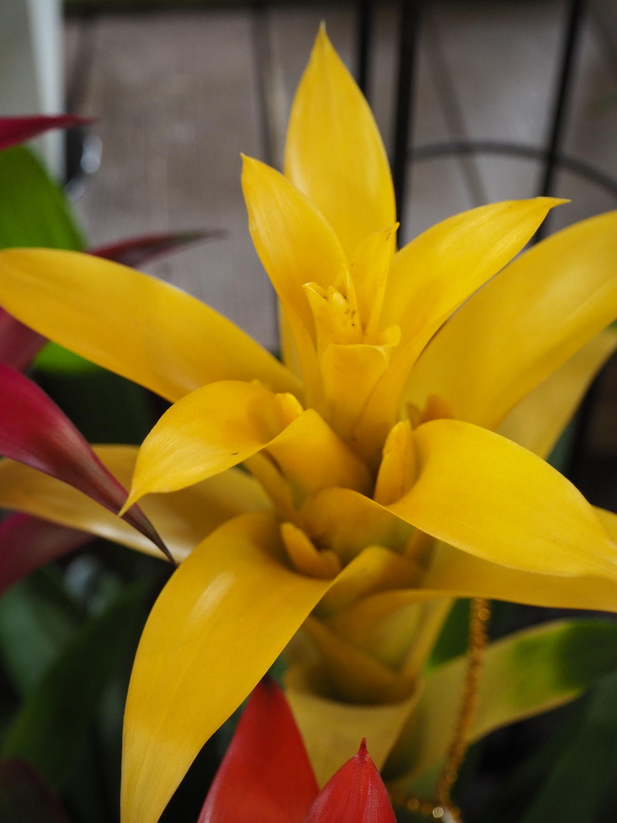 グズマニア 立花ガーデン フラワーショップ 公式通販