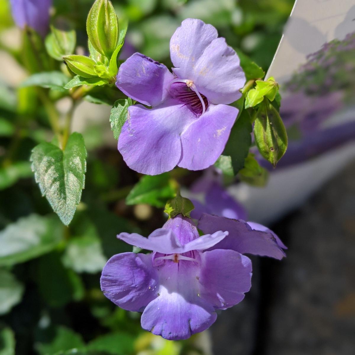 スーパートレニア カタリーナ ブルーリバー Nh 01 立花ガーデン フラワーショッ