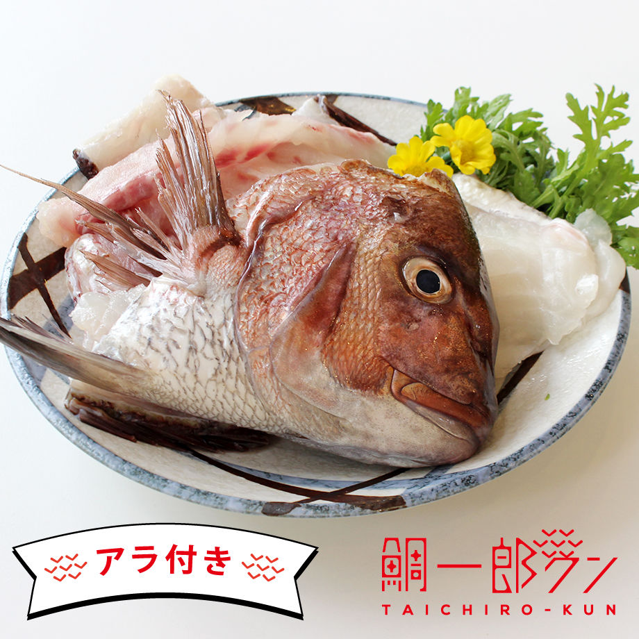 7 8人前 鯛一郎クン フィレ 3枚おろし 皮あり２枚 冷凍 アラ付き 鯛一郎クン