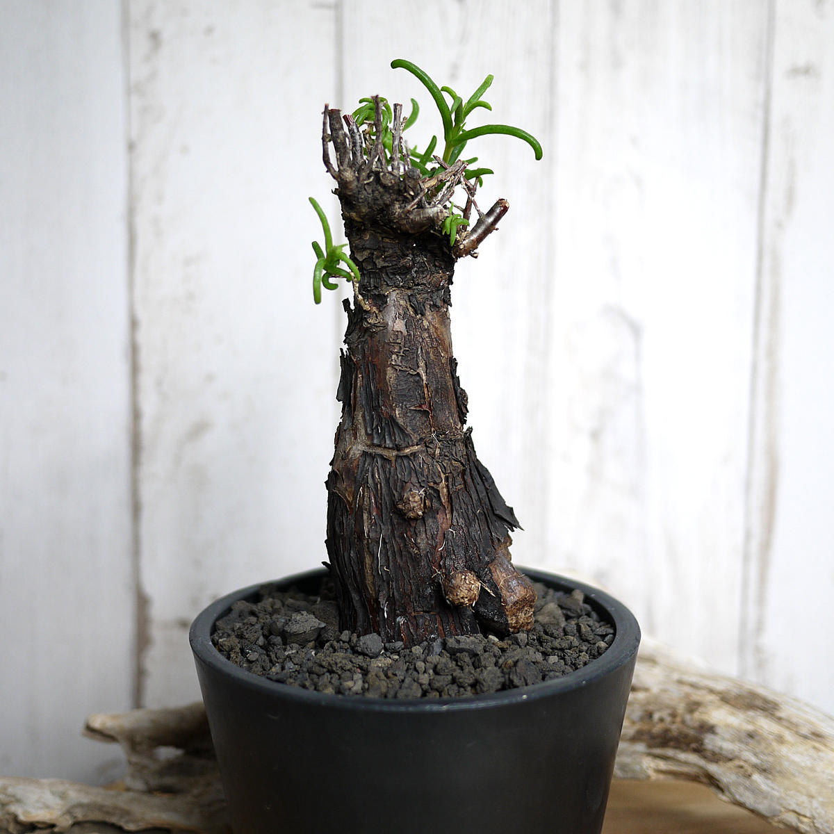 メストクレマ ツベローサム 実生