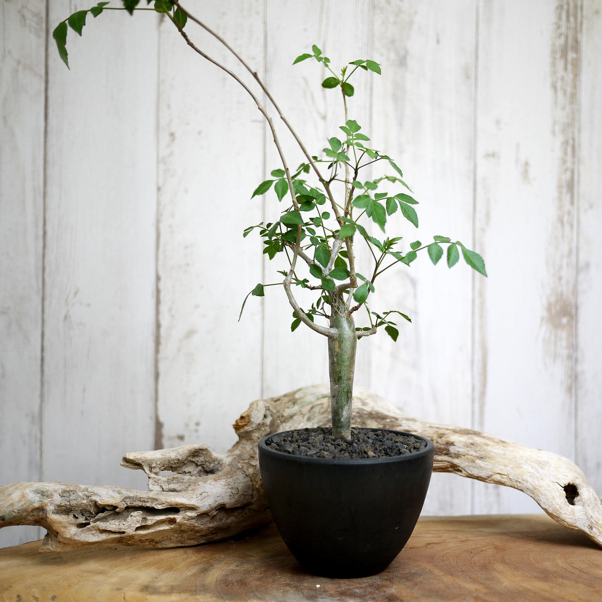 超ポイントバック祭 ブルセラの種子 50粒 Fagaroides Bursera ファガロイデス その他