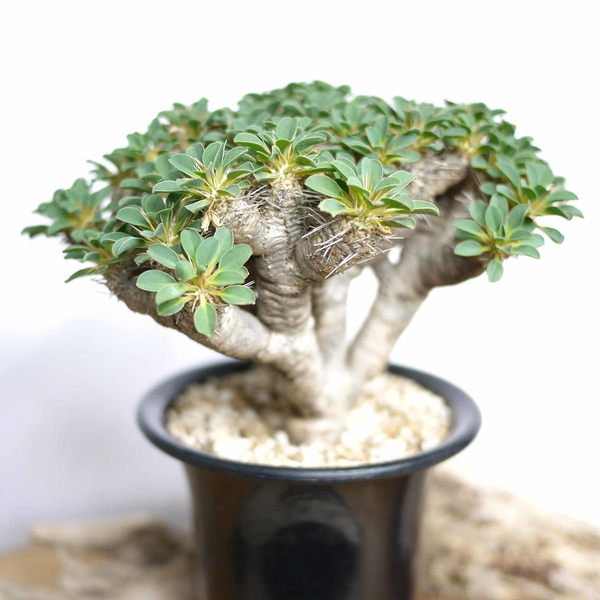 エンドン様専用 ギラウミニアナ 発根済 【公式通販】