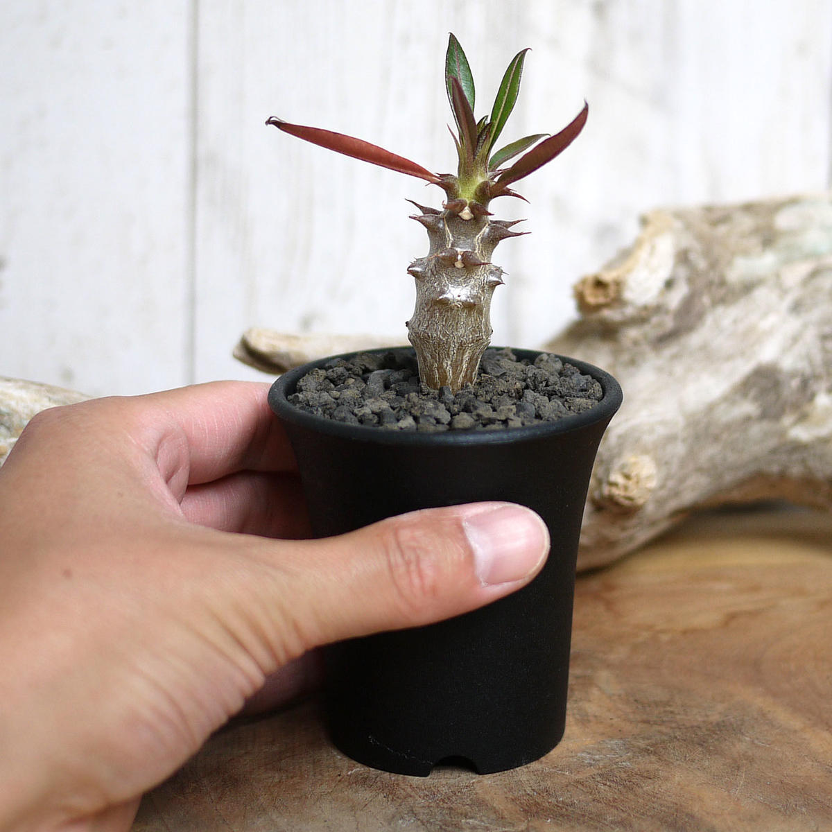Flast Nursery | #Pachypodiumhybrid #Pachypodium#hybrid