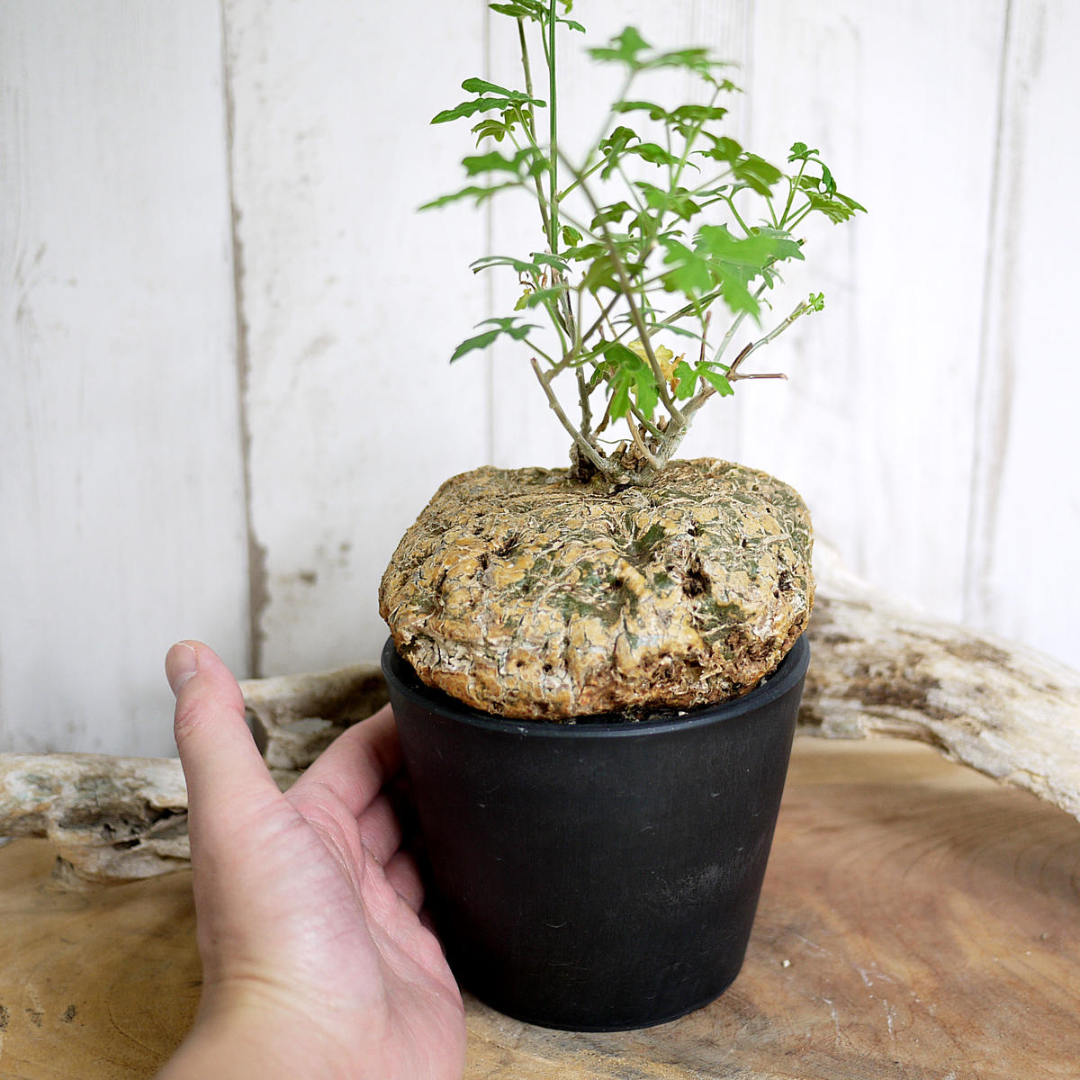 ジゴシキオス トリパルチタス Zygosicyos tripartitus isla del pescado - Zygosicyos tripartitus-ジゴシキオス・トリ