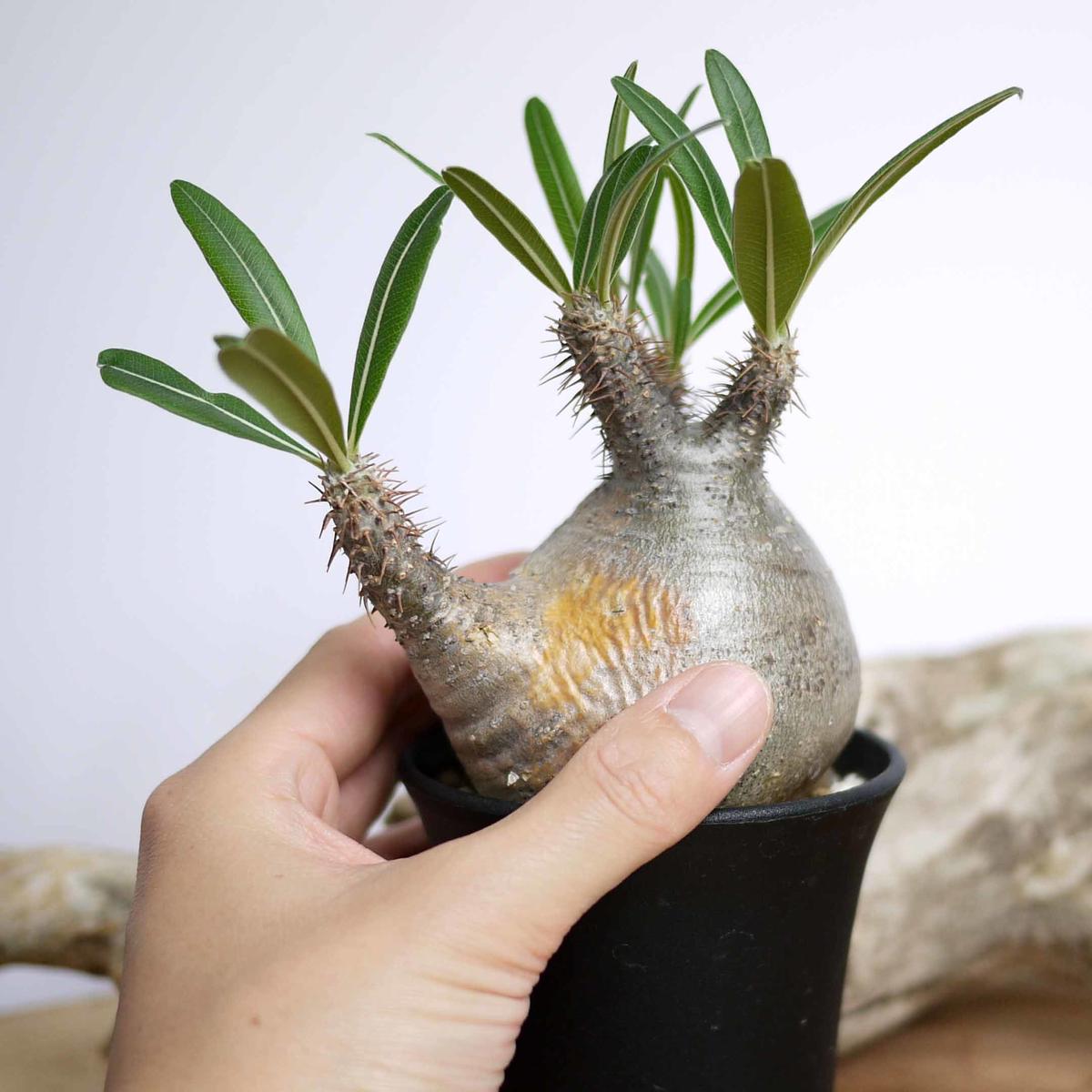 発根済 Pachypodium Rosulatum Var Gracilius パキポディ