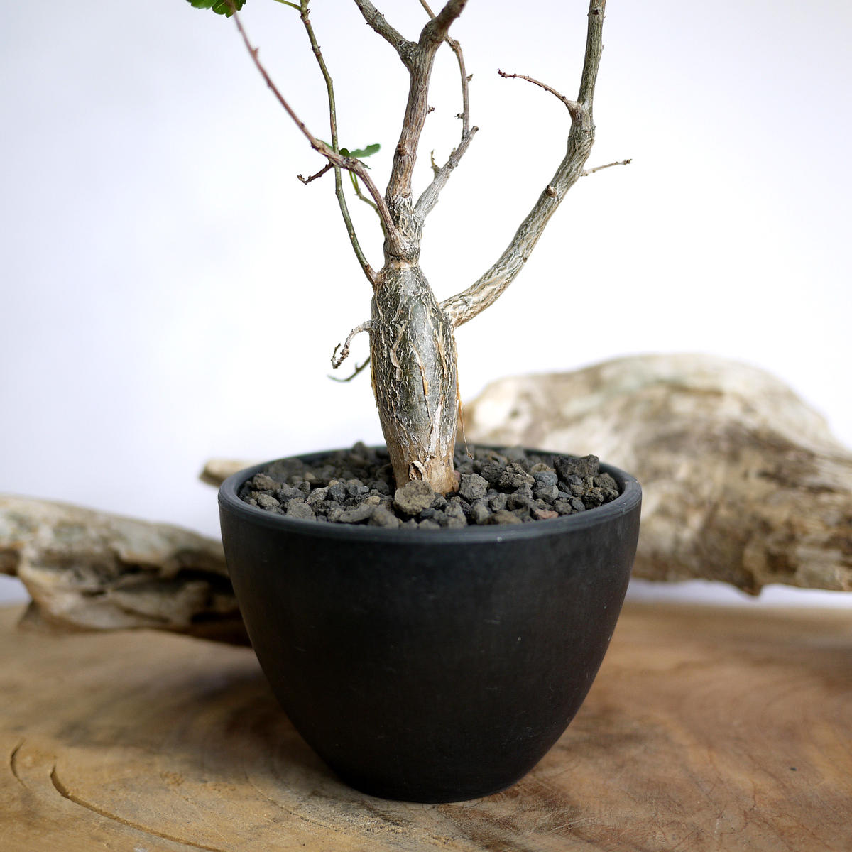 ブルセラ ファガロイデス Bursera fagaroides 挿し木 2年半(観葉