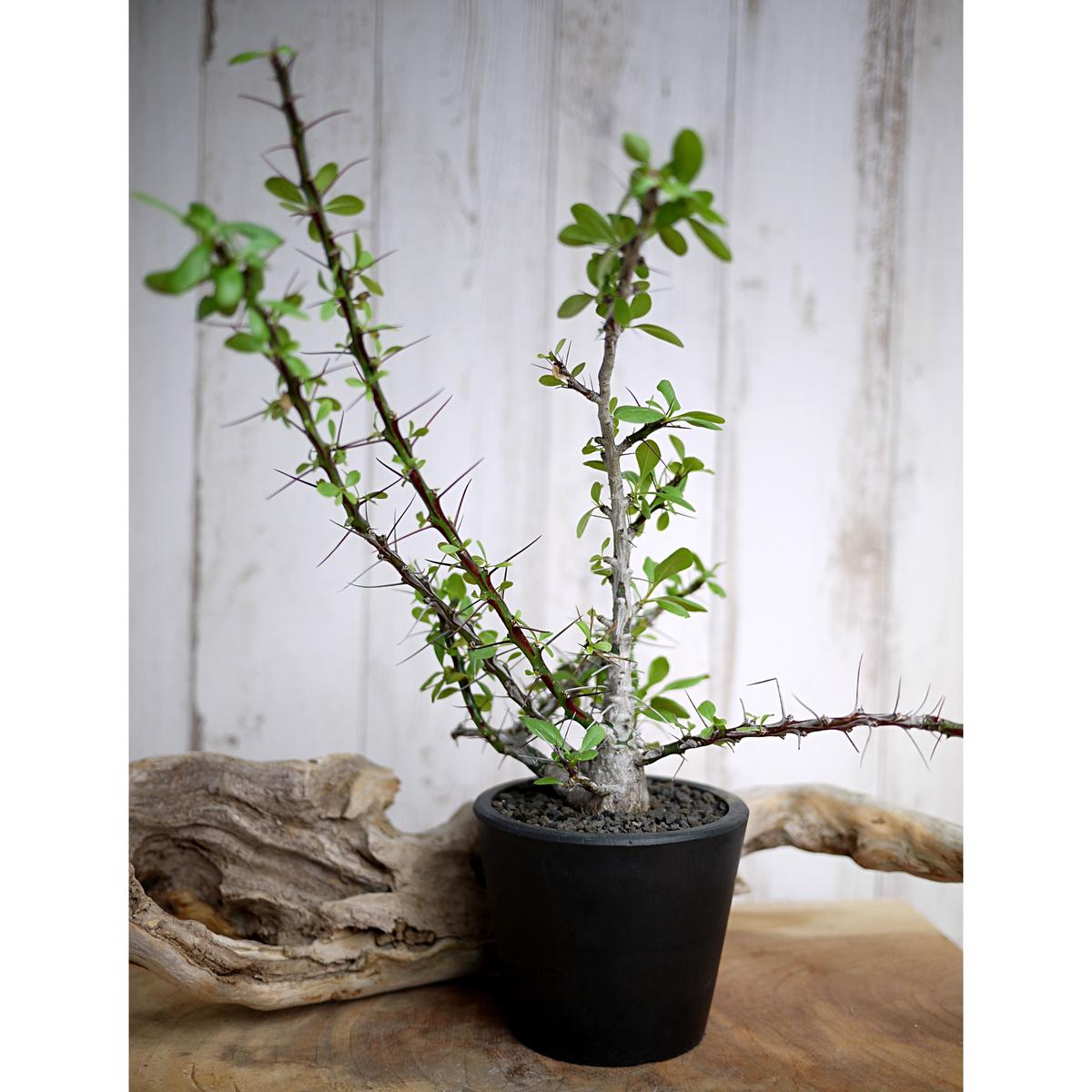 Fouquieria fasciculata フォークイエリア ファシクラータ フォークイエリア ファシクラータ「Fouquieria fasciculata
