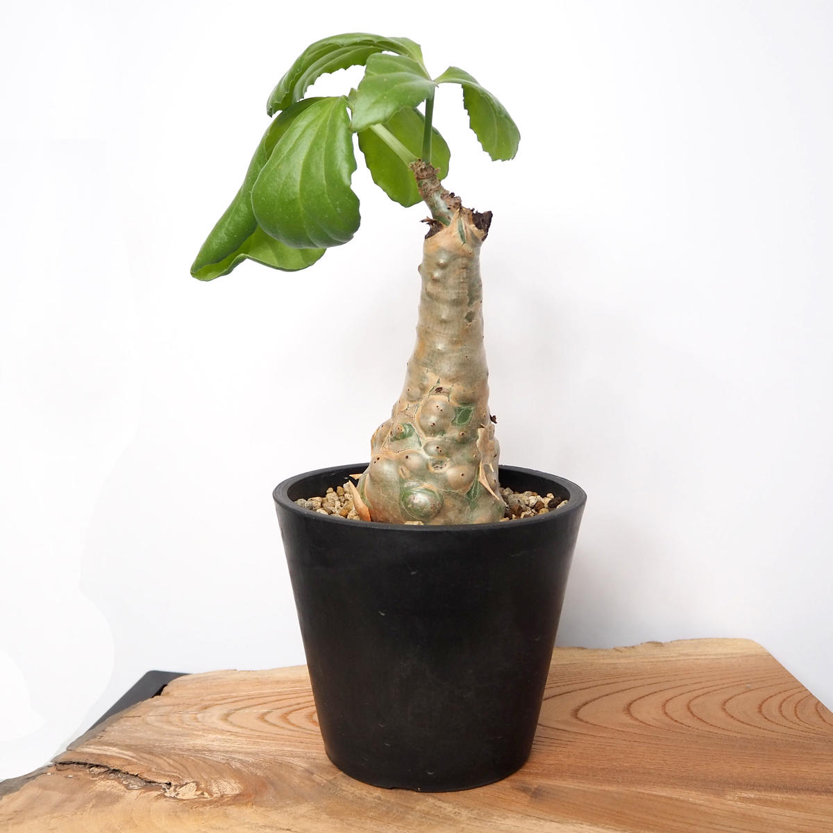 発根済】Cyphostemma betiforme キフォステンマ ベティフォルメ | cu...