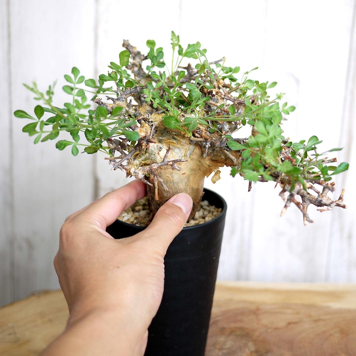 コミフォラ ピンネイト リーブス ソマリア Commiphora sp