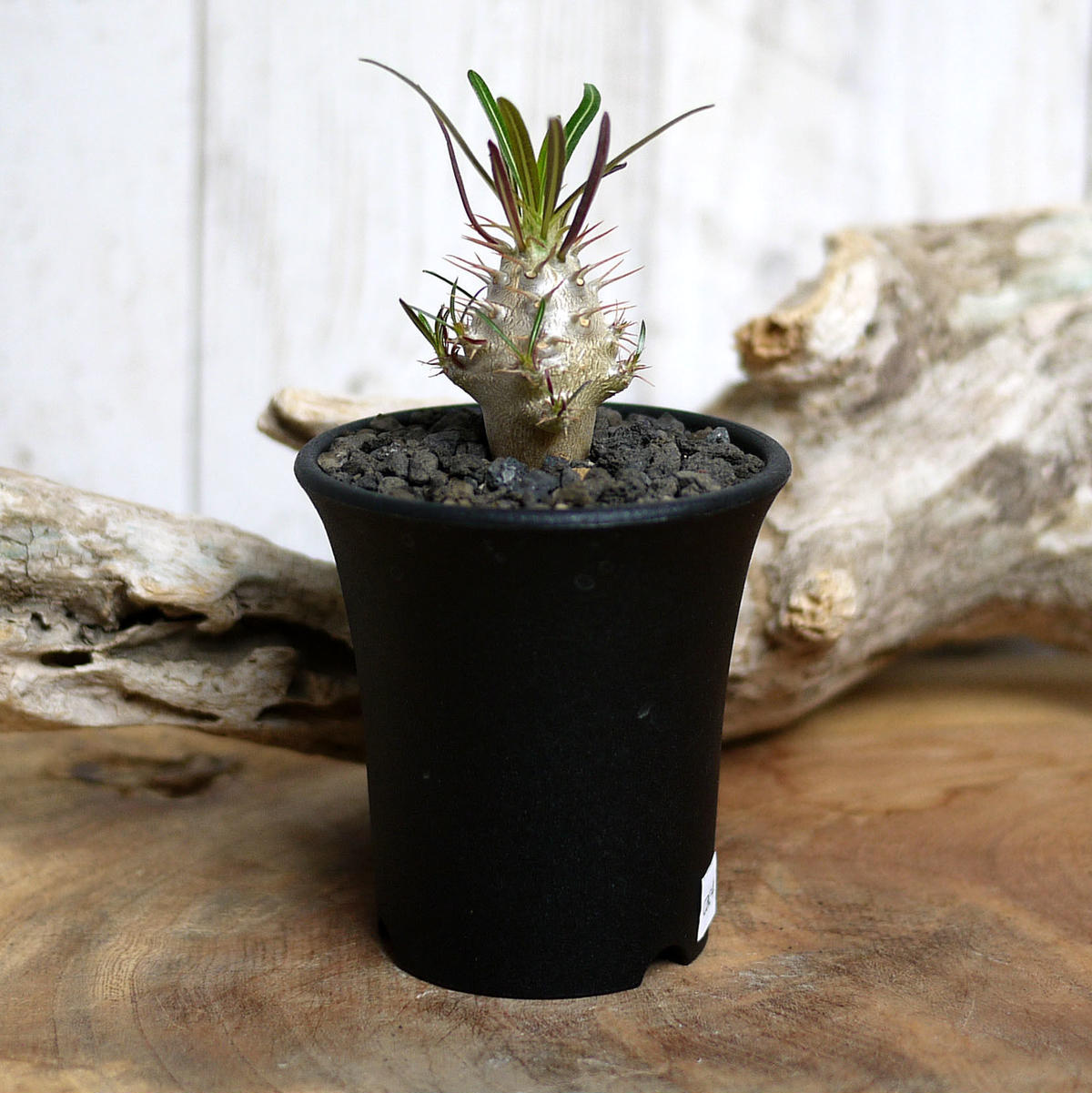 実生 Pachypodium Rosulatum Var Cactipes パキポディウム