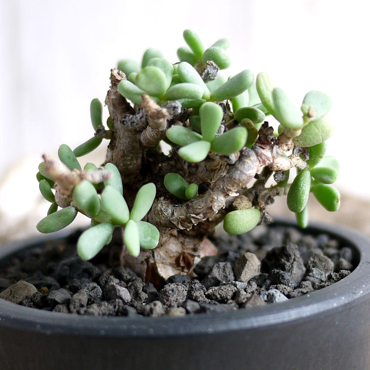 Ceraria pygmaea ケラリア・ピグマエア C2 Ceraria pygmaea ケラリア・ピグマエア C2