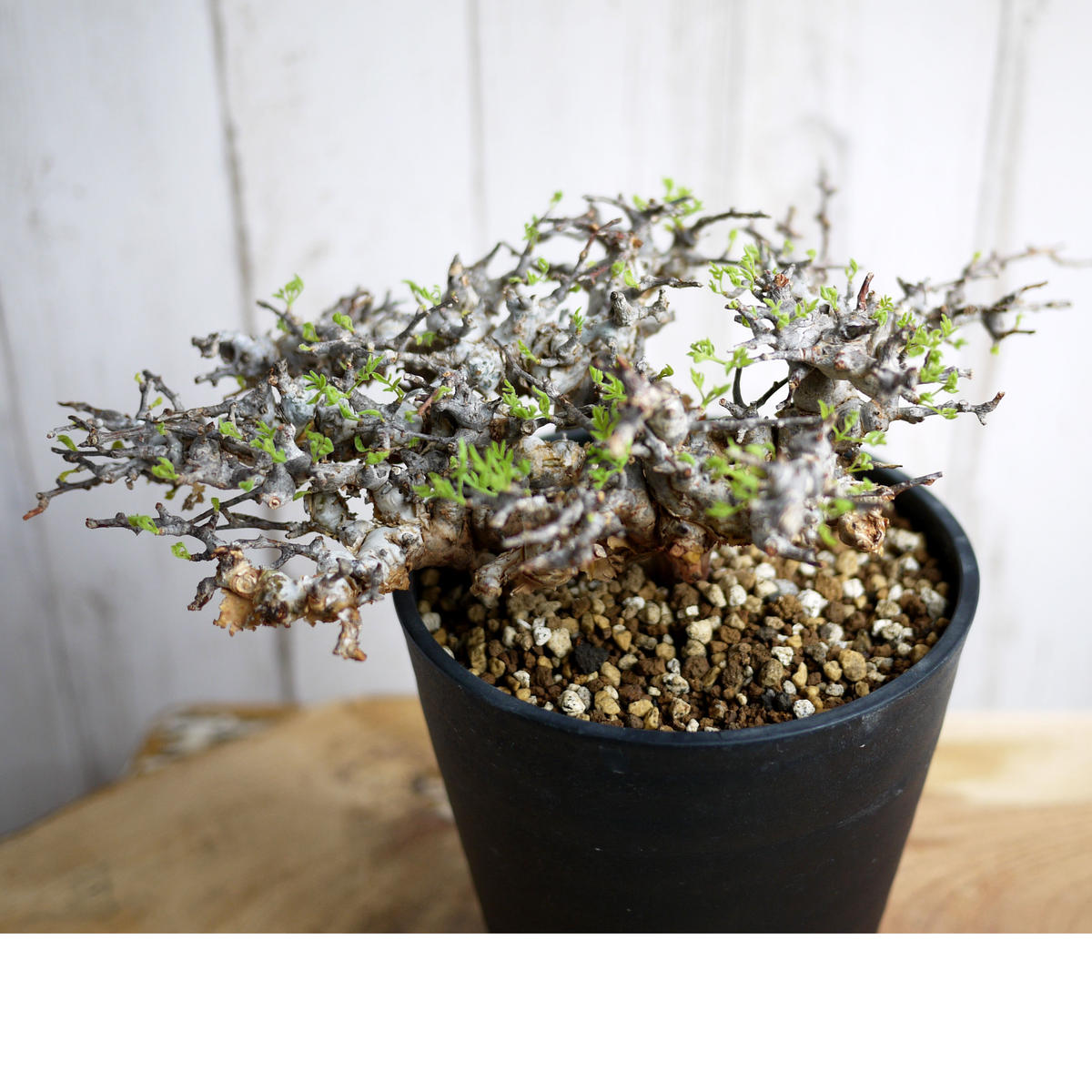 発根済株　Commiphora sp Eyl コミフォラ・エイル　ソマリア　① 特大】Commiphora sp. somalia eyl / コミフォラ エイル (微発根