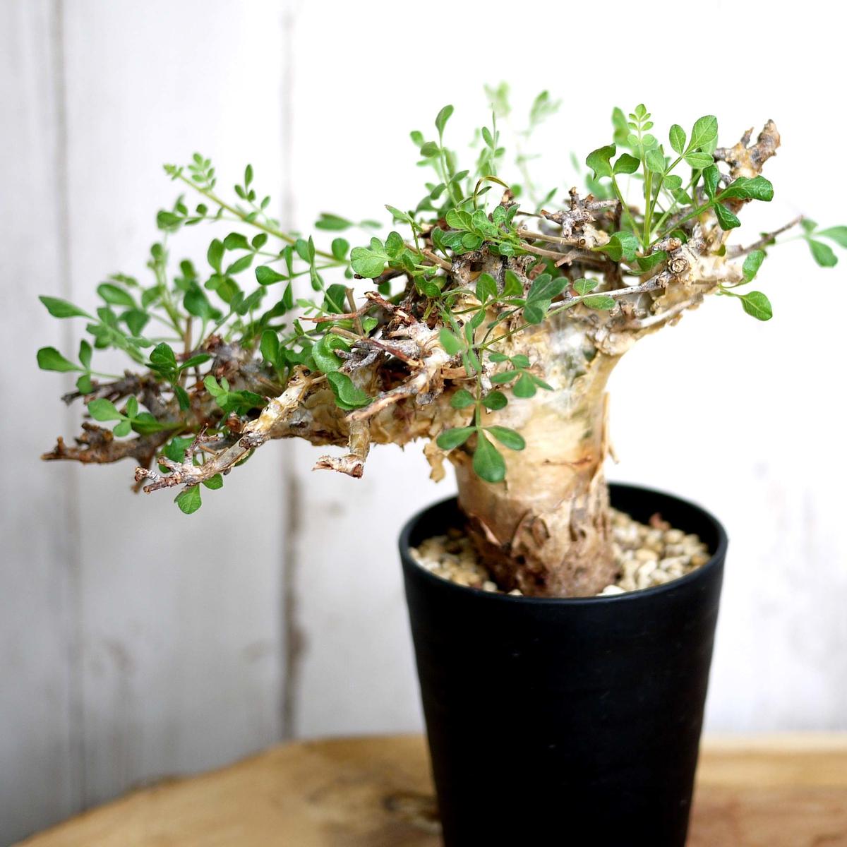 コミフォラ ピンネイト リーブス ソマリア Commiphora sp