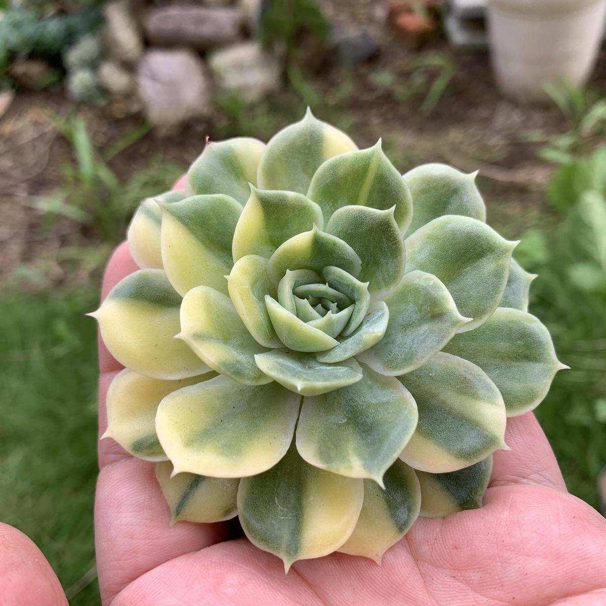 達磨型ローラ錦（最強斑*珍しい）多肉植物 エケベリア