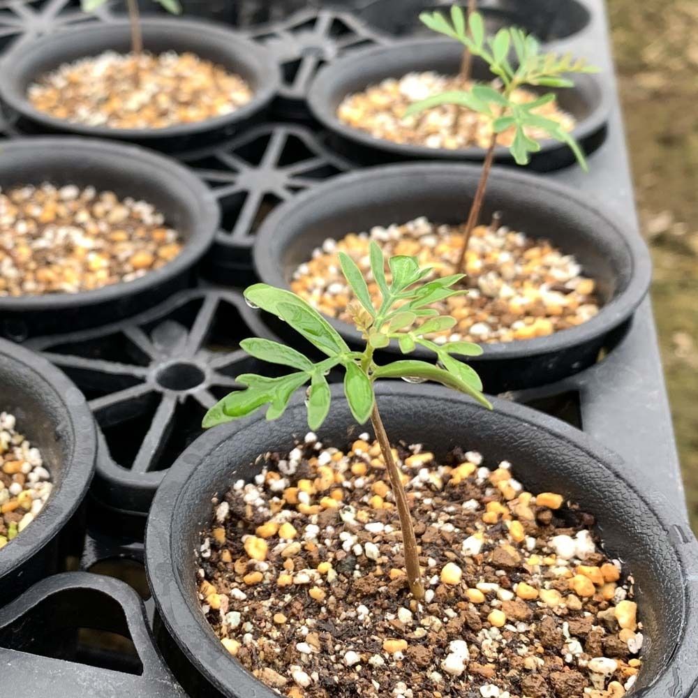 20粒 オペルクリカリア パキプス 種子 種 塊根 コーデックス