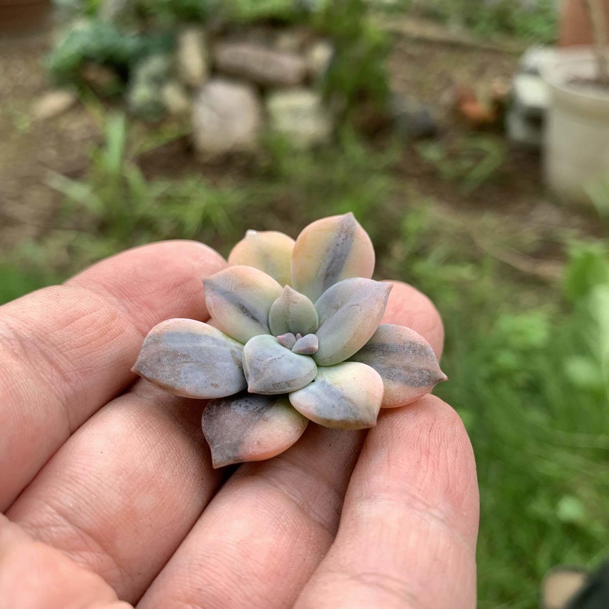 126.. 多肉植物 リモン 750円【抜き苗】 126.. 多肉植物 リモン 750円【抜き苗】 126.. 多肉植物 リモン 750円