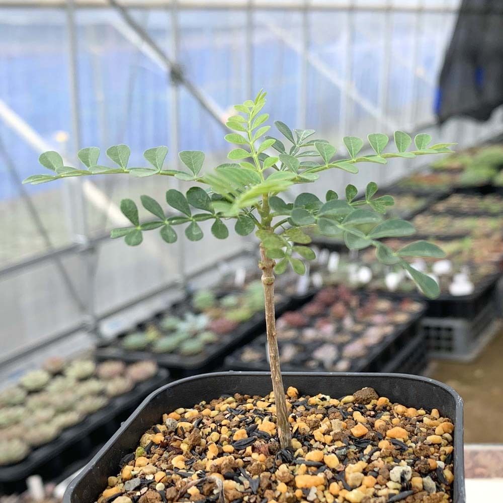 オペルクリカリア パキプス 実生苗 多肉植物のアウトレット