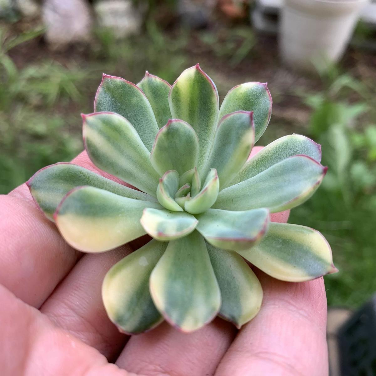 花うらら錦 1 カット苗 多肉植物のアウトレット 花うらら錦 1 カット苗 多肉植物のアウトレット