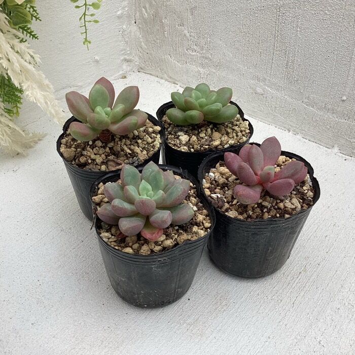 多肉植物 エケベリア レズリー 多肉植物 レズリー カット Cmpramosmejia Com Ar