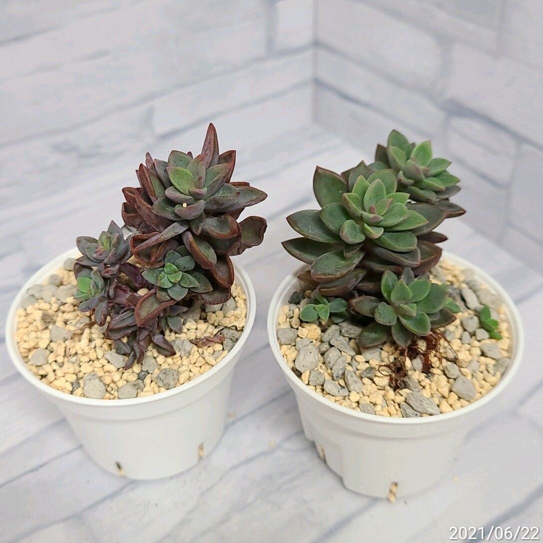 レズリー 群生 多肉屋つむぎ