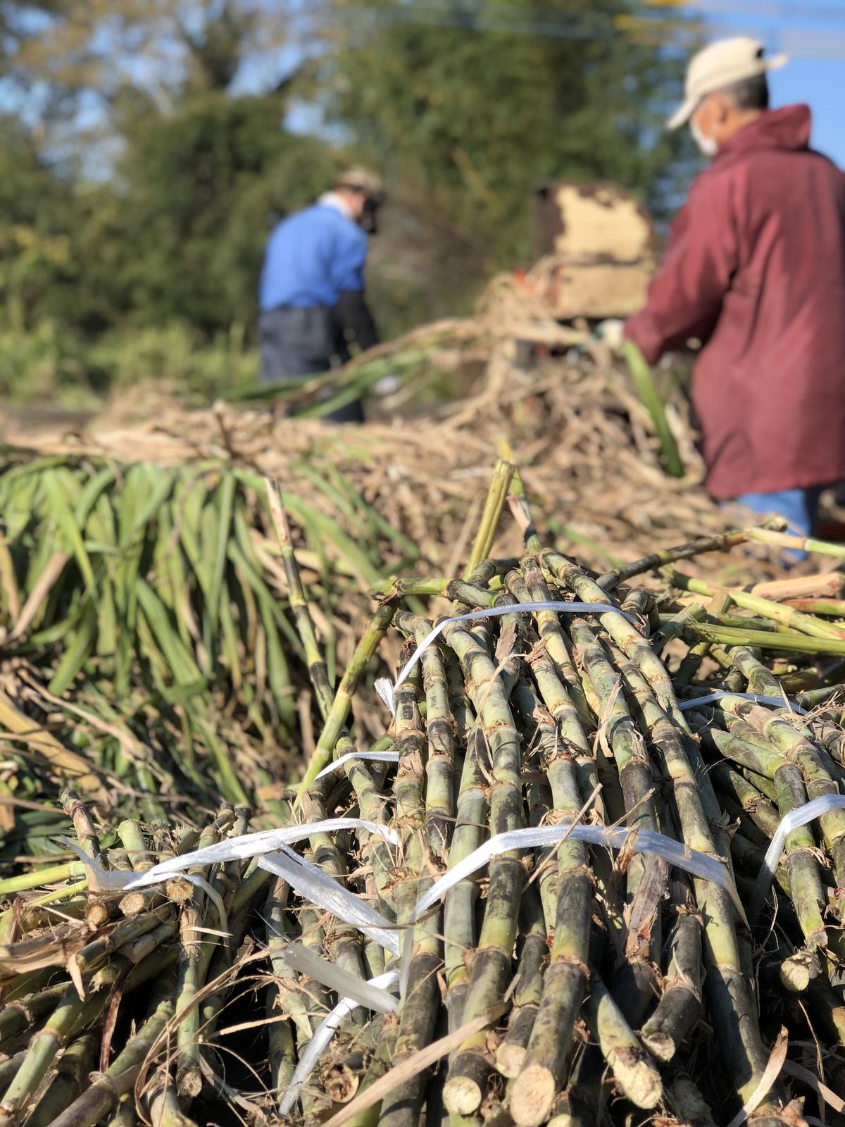 完売御礼 創業156年の阿波和三盆を贅沢に使った花咲くおはぎ 皓月 こうげつ 服部製糖所 完売御礼 創業156年の阿波和三盆を贅沢に使った花咲くおはぎ 皓月 こうげつ 服部製糖所