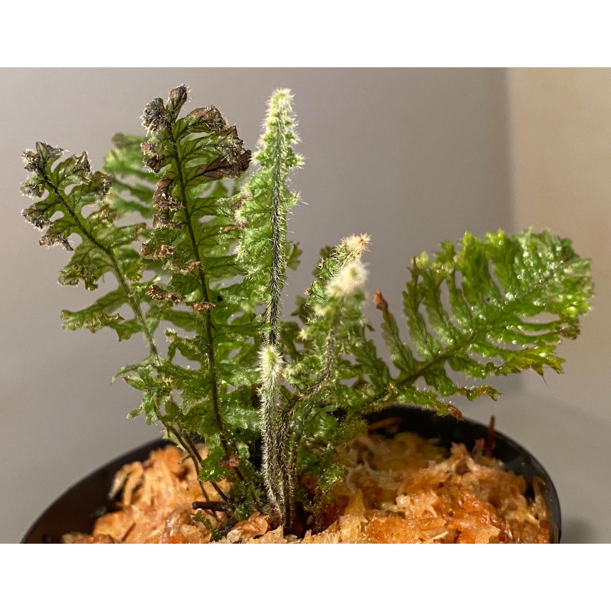 シャーマンシダ【Trichomanes pinnatum】