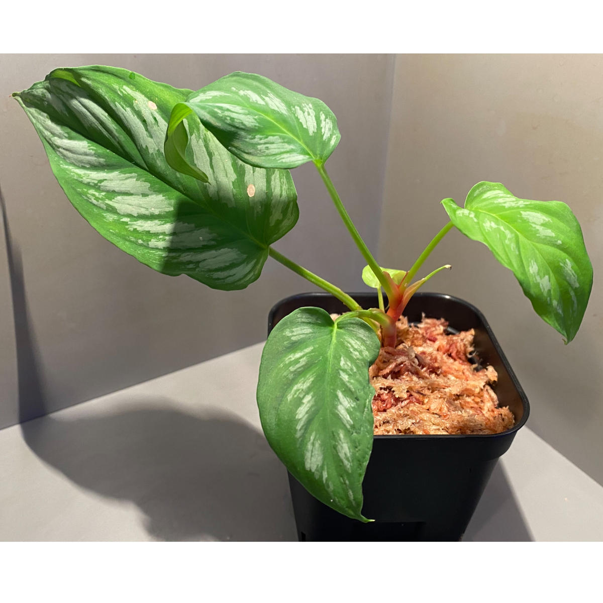 Homalomena sp. 北Sanggau Brown TB便 ホマロメナ ホマロメナ