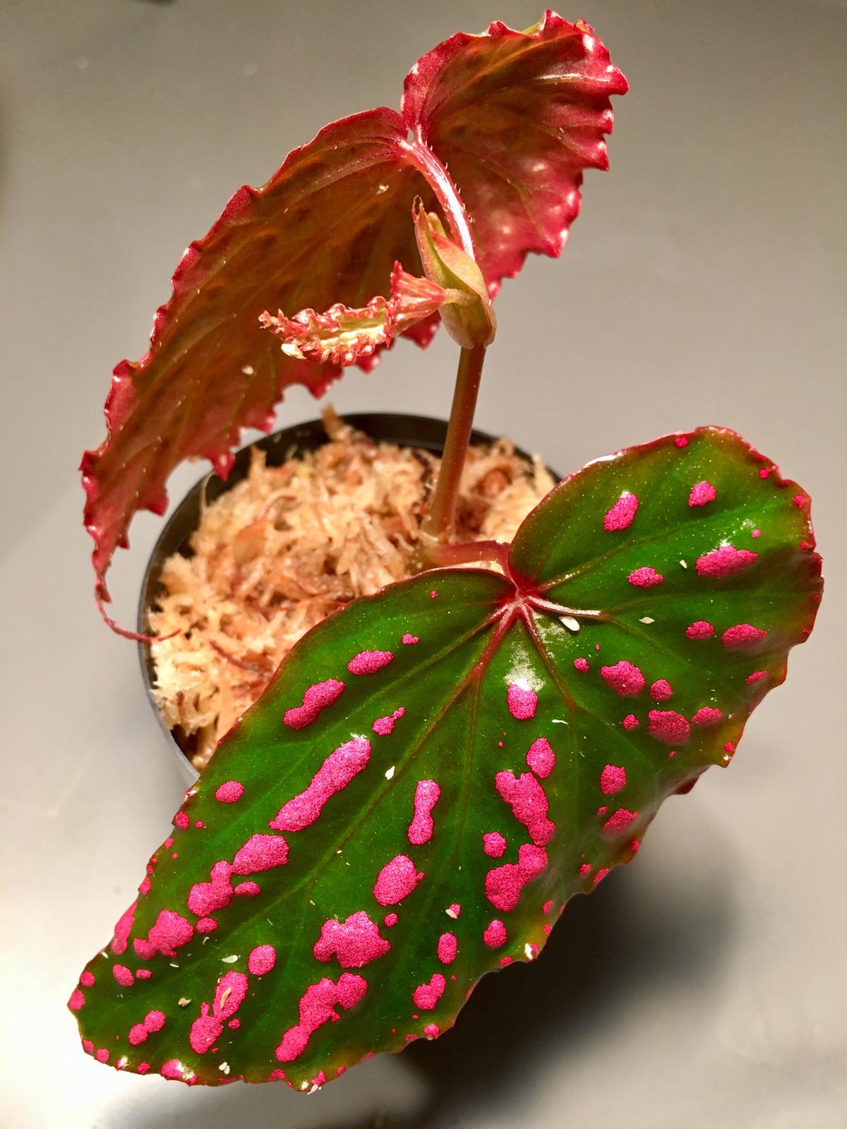 Begonia negrosensis from Negros [WWR] M・R・G・R